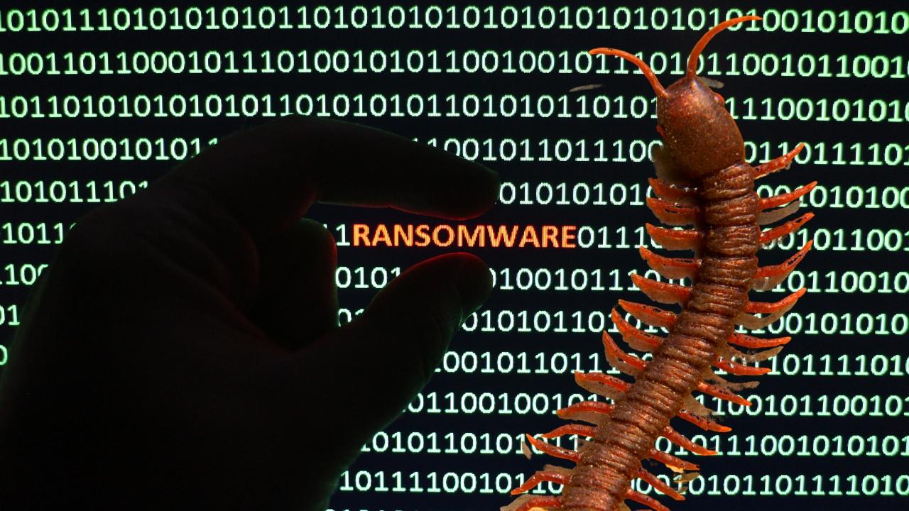 Rhysida Ransomware